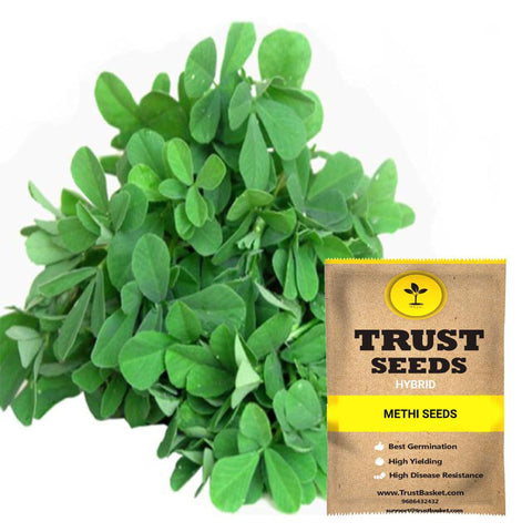 Buy Best Methi Plant Seeds Online - Methi seeds (Hybrid)