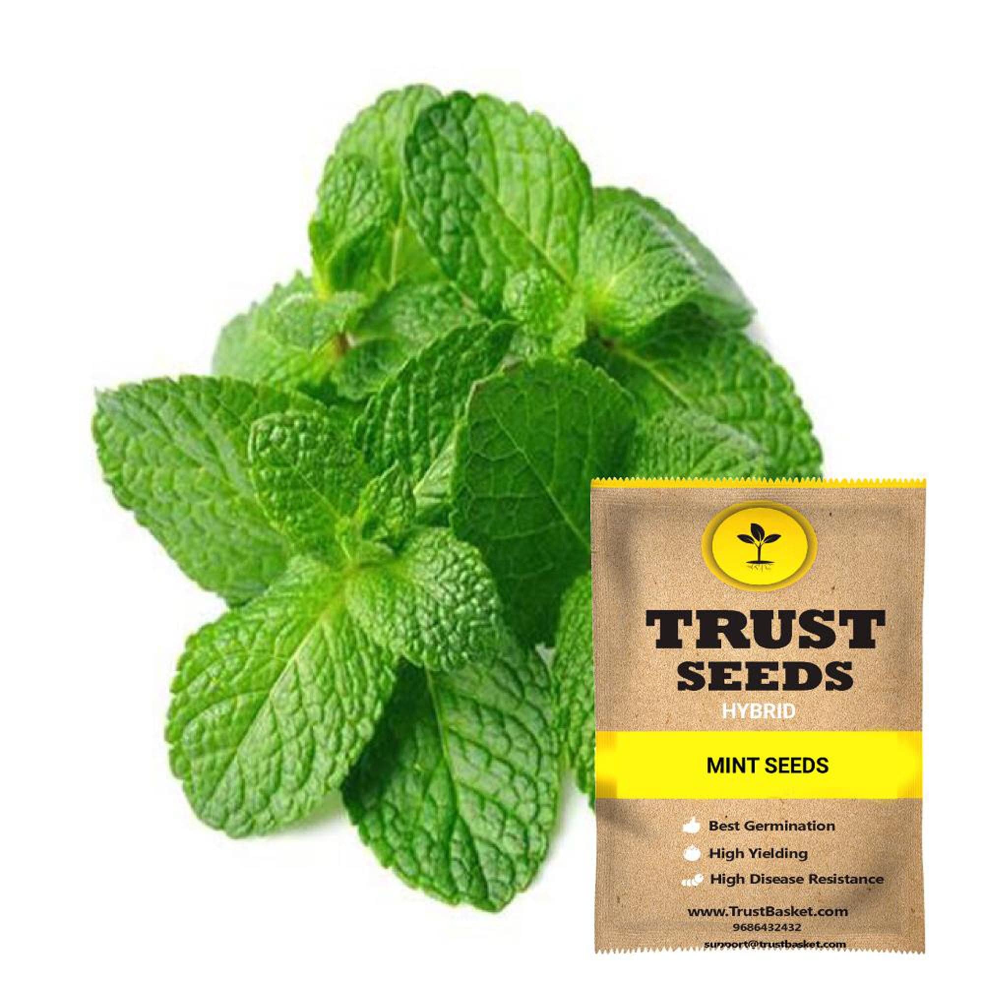 pudina plant seeds Buy Mint Seeds (Hybrid) Online in India-TrustBasket