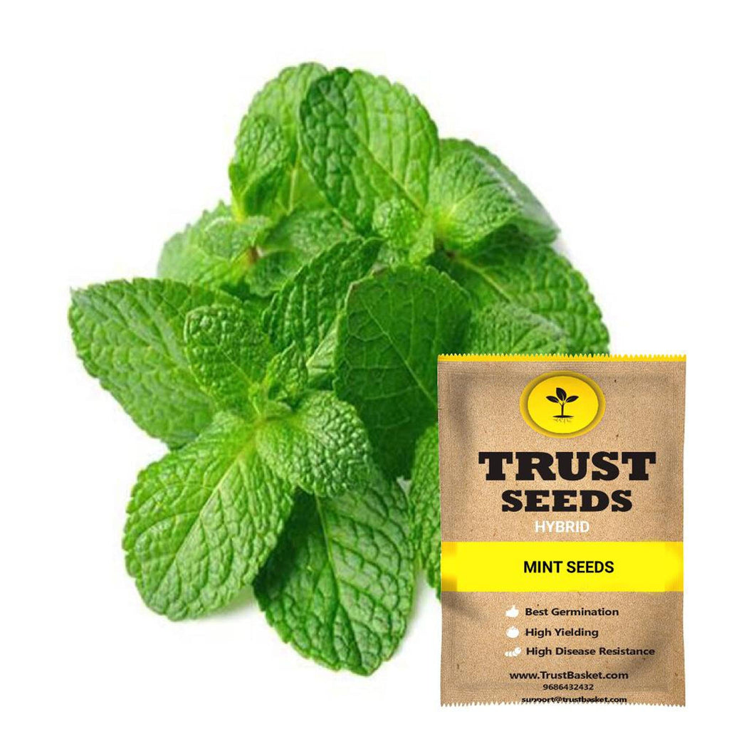 mint plant seeds for sale Buy Mint Seeds (Hybrid) Online in India-TrustBasket