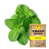 Mint Seeds (Hybrid)
