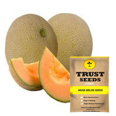 Buy Best Musk Melon Plant Seeds Online - Musk melon seeds (Hybrid)