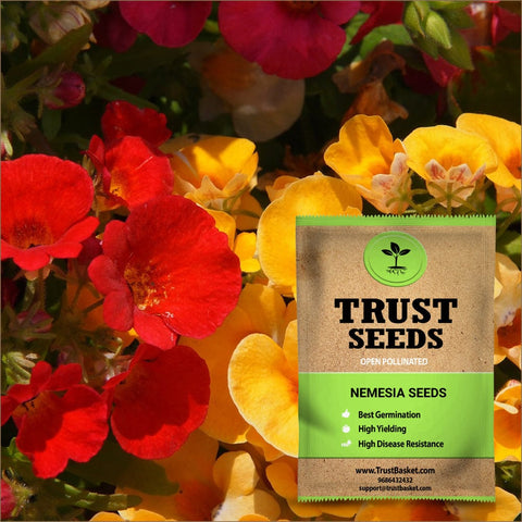 Nemesia Seeds (OP)