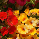 Nemesia seeds (Hybrid)