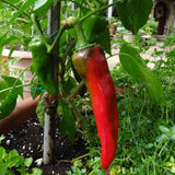 Chilli big seeds (Hybrid)