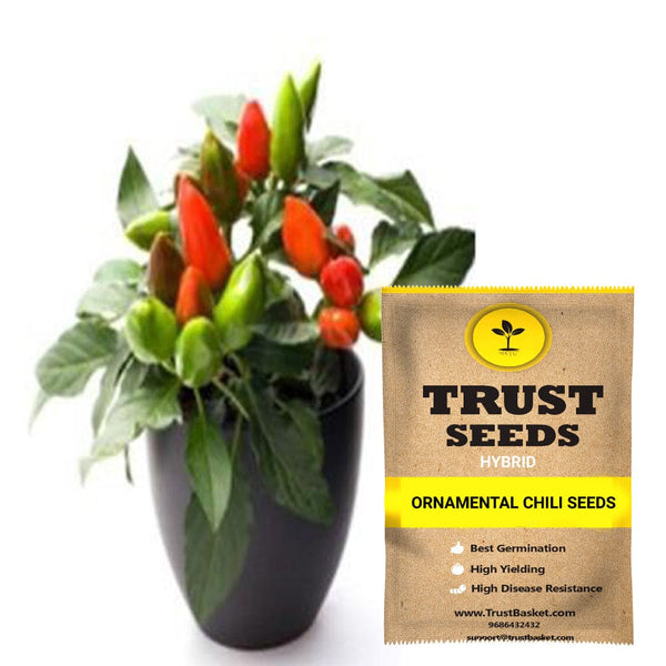 Ornamental chili seeds (Hybrid)
