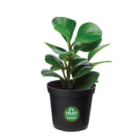 Products - Peperomia Plant in 4 inch Pot
