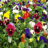 Pansy mixed seeds (Open Pollinated)