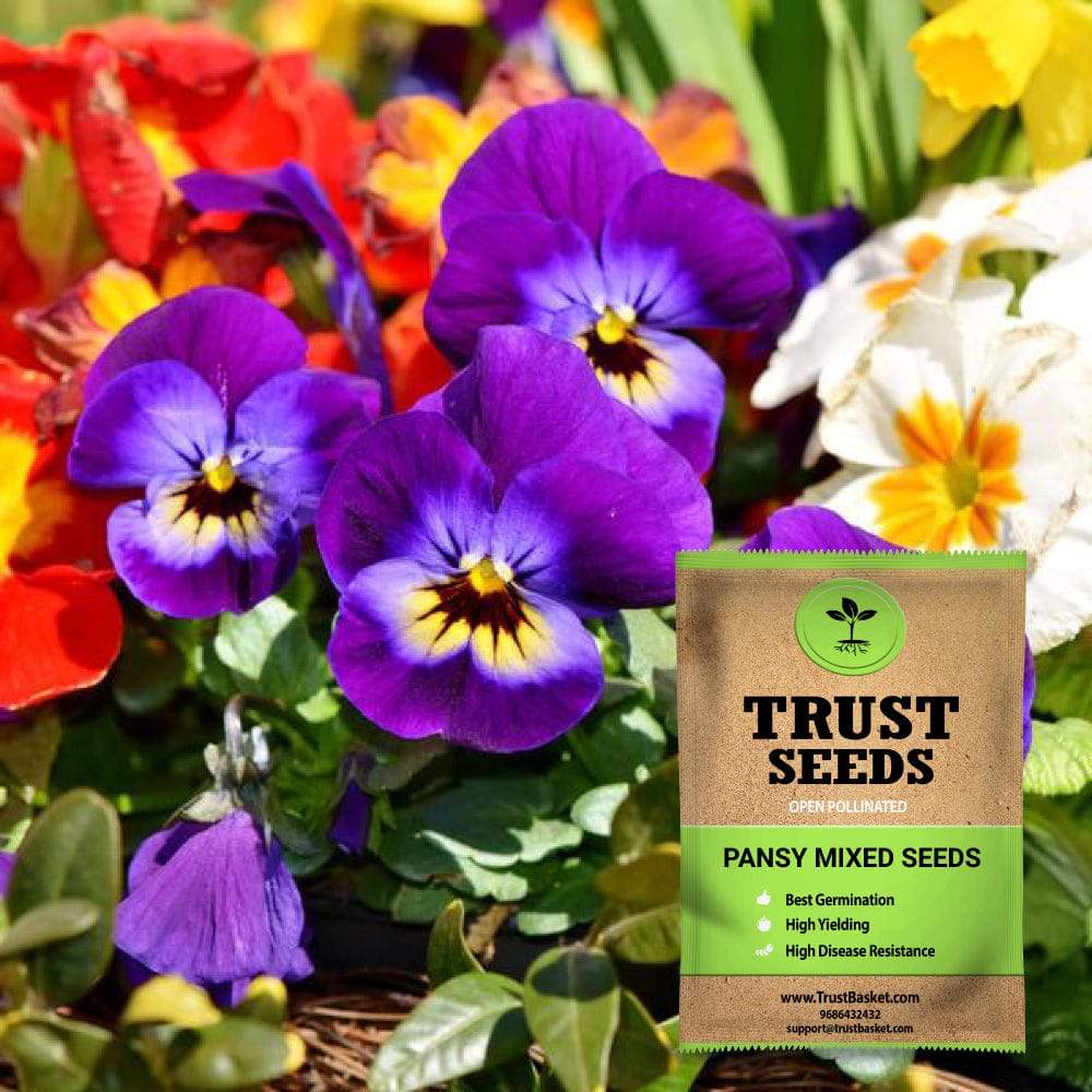 pansy seeds from plants home & garden > plants > seeds – TrustBasket
