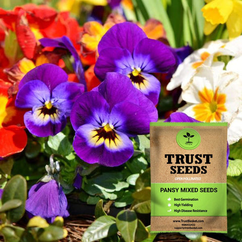 Under Rs.49 Products - Pansy mixed seeds (Open Pollinated)