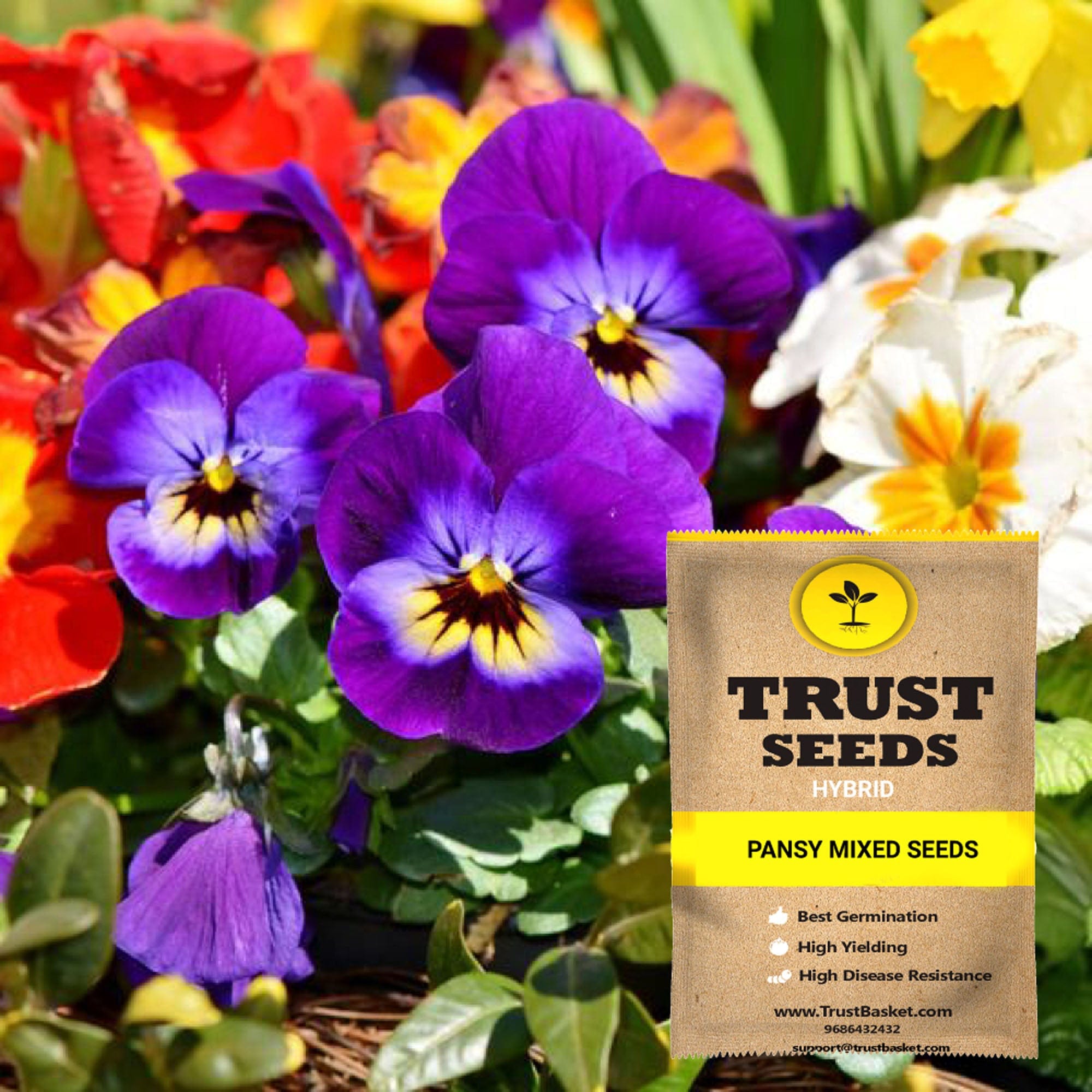 pansy flower seeds home & garden > plants > seeds – TrustBasket
