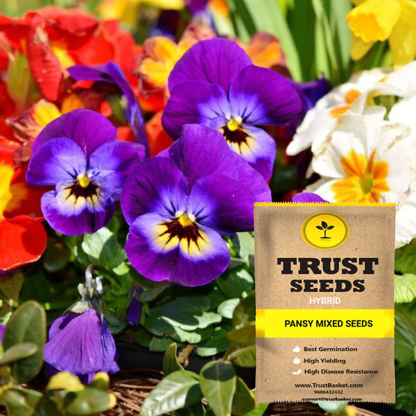 Pansy mixed seeds (Hybrid)