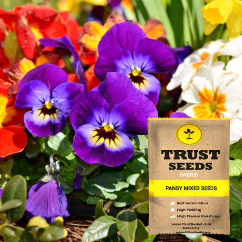 Buy Best Pansy Plant Seeds Online - Pansy mixed seeds (Hybrid)