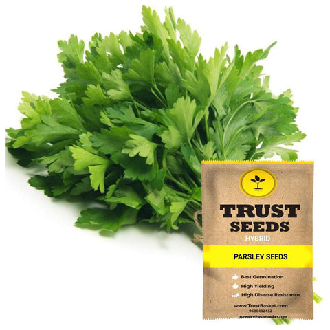 Spring Collection - Parsley Seeds (Hybrid)
