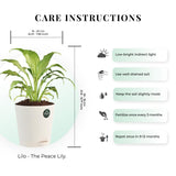 Money plant and Peace lily with Attractive Self Watering Pot (Assorted color pot)