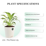 Peace lily Plant with Attractive Self Watering Pot (Assorted color pot)