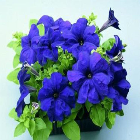 Petunia blue seeds (Hybrid)