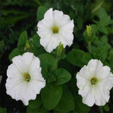 Petunia white seeds (Hybrid)