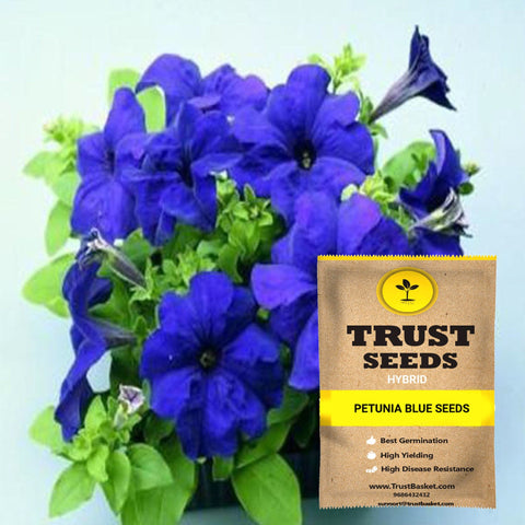 Buy Best Petunia Plant Seeds Online - Petunia blue seeds (Hybrid)