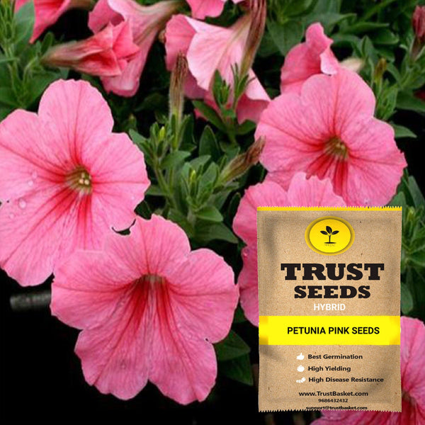 Petunia pink seeds (Hybrid)