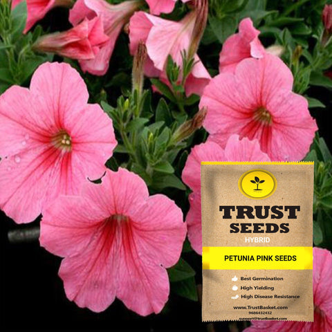 Hybrid Flower seeds - Petunia pink seeds (Hybrid)