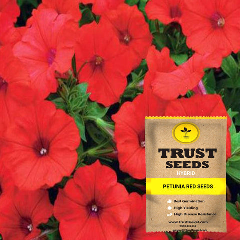 Buy Best Petunia Plant Seeds Online - Petunia red seeds (Hybrid)
