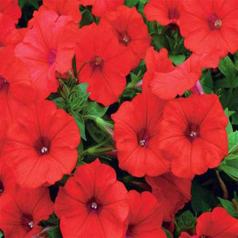 Petunia red seeds (Hybrid)