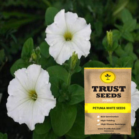 Buy Best Petunia Plant Seeds Online - Petunia white seeds (Hybrid)