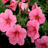 Petunia pink seeds (Hybrid)