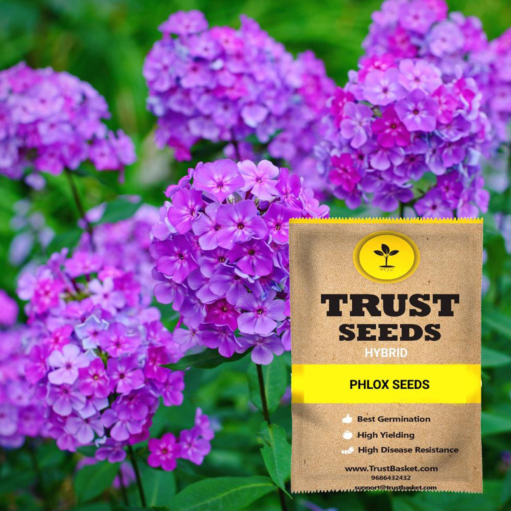 Phlox Seeds (Hybrid) – TrustBasket