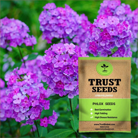 Phlox Seeds (OP)