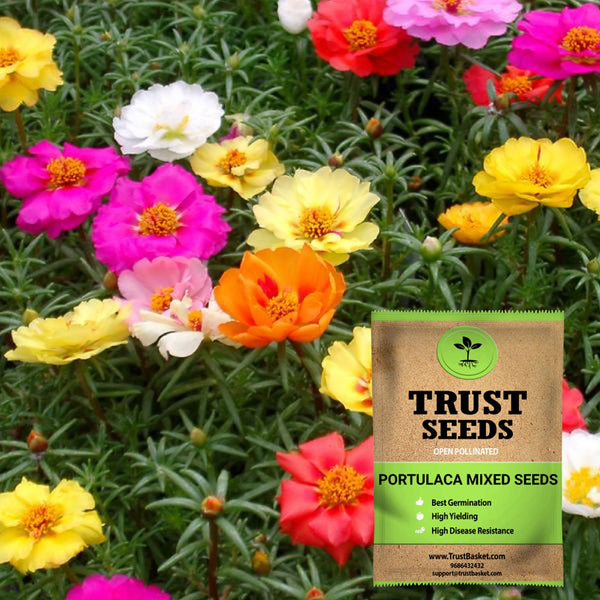 Portulaca mixed seeds (OP)