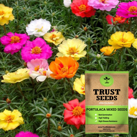 Gardening Products Under 299 - Portulaca mixed seeds (OP)