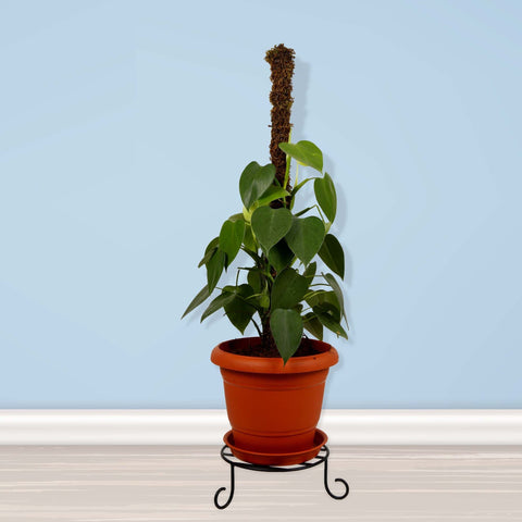 Premium Pot Stand for Plants