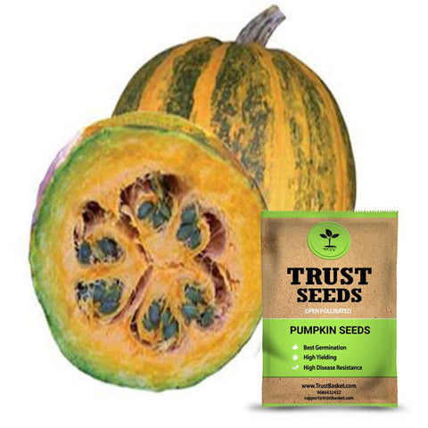 Buy Best Pumpkin Plant Seeds Online - Pumpkin seeds (OP)