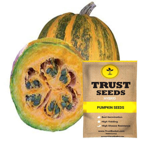 Buy Best Pumpkin Plant Seeds Online - Pumpkin seeds (Hybrid)