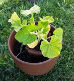 Pumpkin seeds (Hybrid)