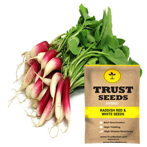 Buy Best Radish Plant Seeds Online - Raddish Red & white seeds (Hybrid)