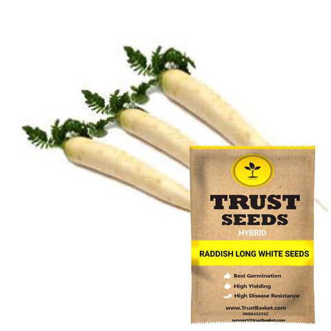 Buy Best Radish Plant Seeds Online - Raddish long white seeds (Hybrid)