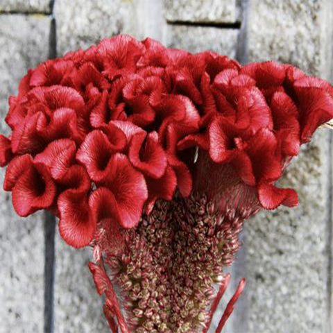 Cockscomb red seeds (Open Pollinated)