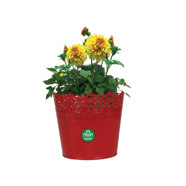 SMALL POTS AND PLANTERS ONLINE - HALF LACE FINISH RED