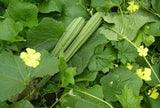 Ridge gourd seeds (Hybrid)