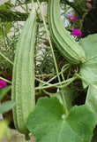 Ridge gourd seeds (Hybrid)