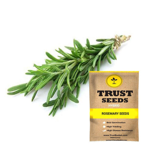 All Greens and Fruits Seeds - Rosemary seeds (Hybrid)