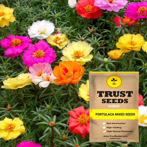 Spring Collection - Portulaca mixed seeds (Hybrid)