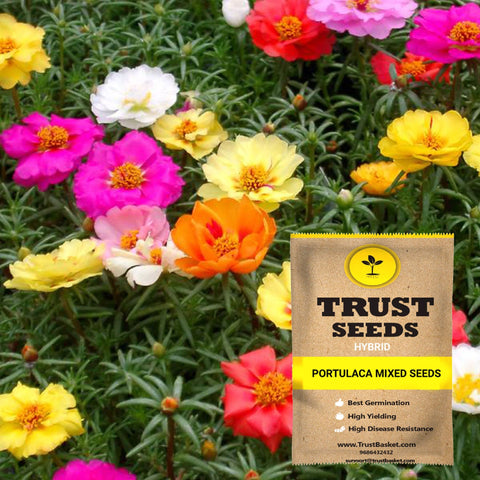 Buy Best Portulaca Plant Seeds Online - Portulaca mixed seeds (Hybrid)