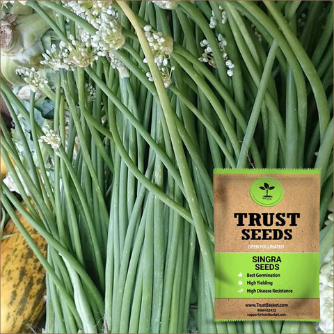 Singra Seeds (OP)