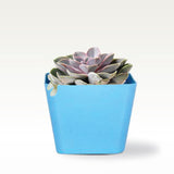 3.5 inch Square Succulent Planter(Red, Yellow and Teal )- Set of 3