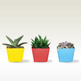 3.5 inch Square Succulent Planter(Red, Yellow and Teal )- Set of 3