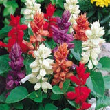 Salvia seeds (op)