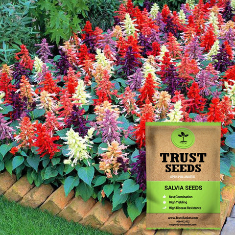 Seeds to start in August Month - Salvia seeds (op)